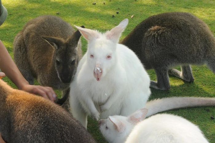 Albino Animals (26 pics)