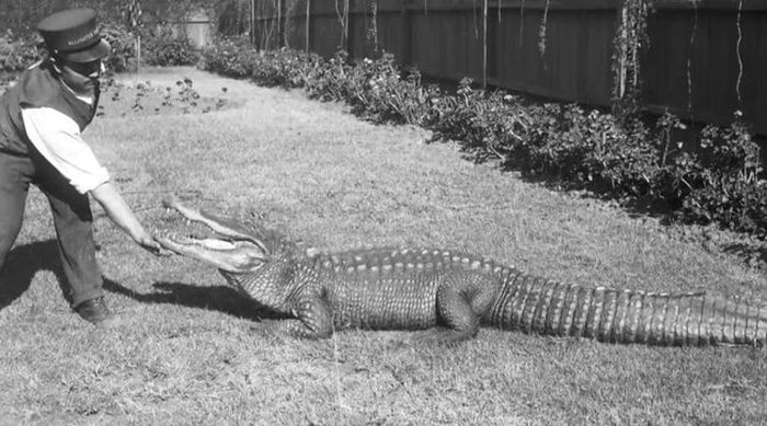 Vintage Photos Of Los Angeles Alligator Farm (11 pics)