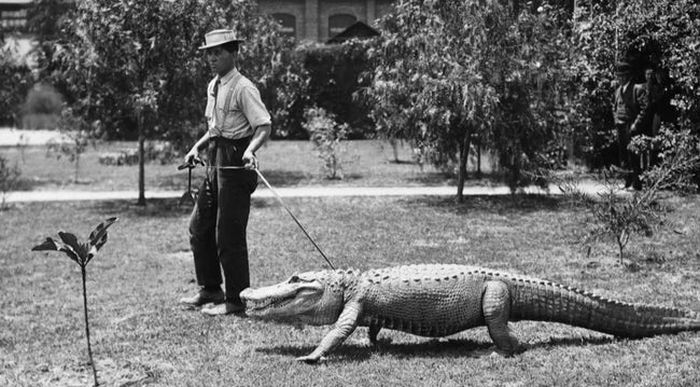 Vintage Photos Of Los Angeles Alligator Farm (11 pics)