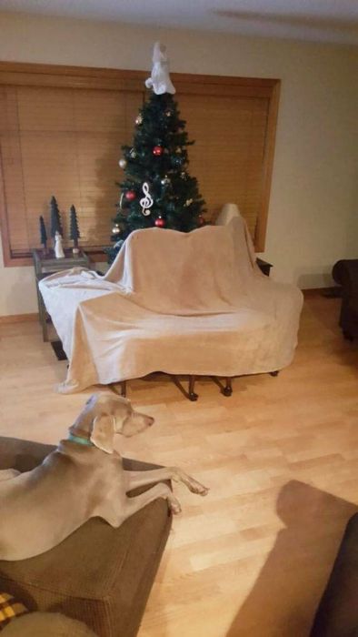 How To Save Your Christmas From Your Own Pets (36 pics)