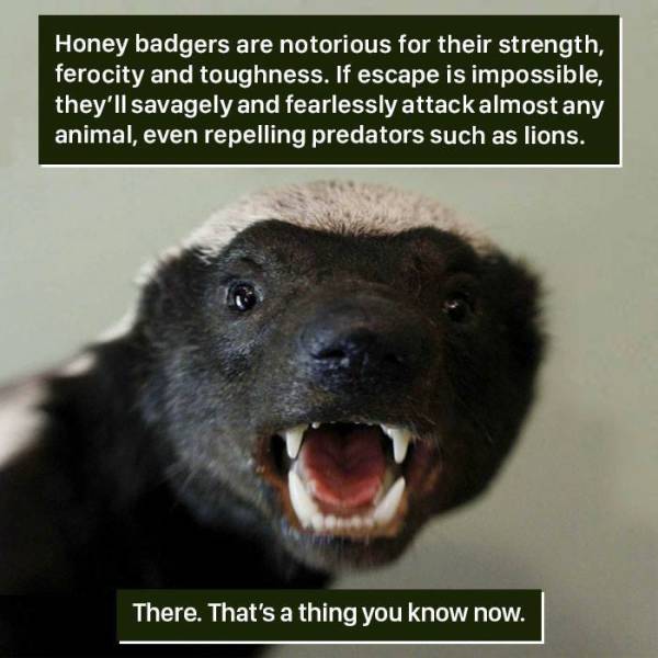 "Wait, What?!” By Nature (49 pics)