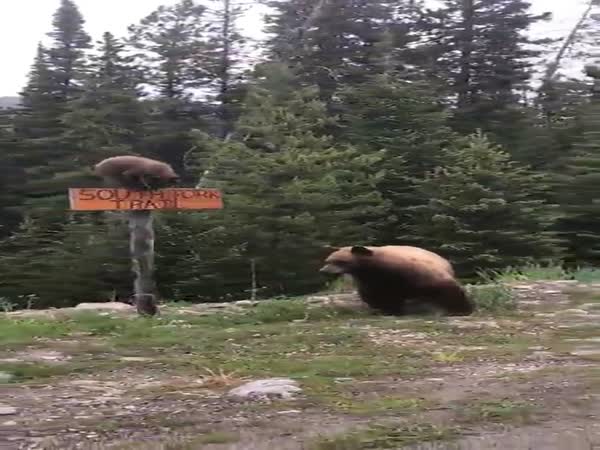 Bear Cub Climbs Sign And Girls In Car Freak Out