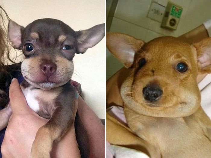 Dogs Who Tried to Eat a Bee (15 pics)