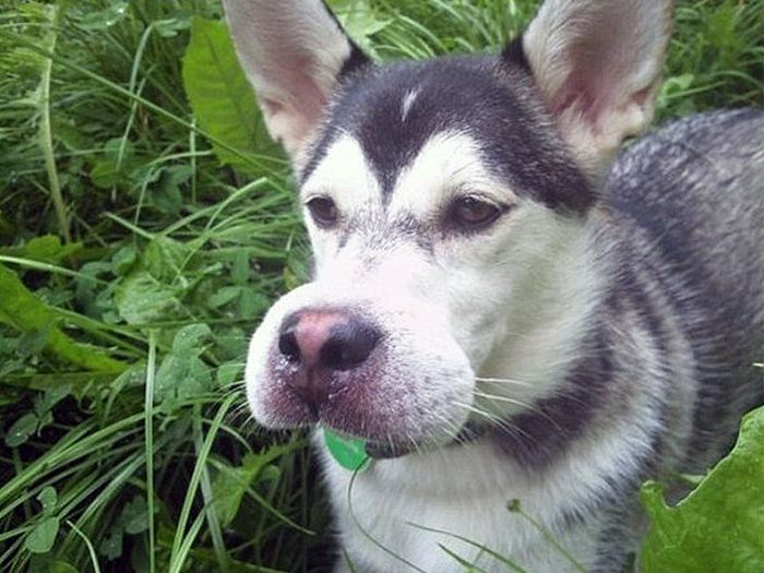 Dogs Who Tried to Eat a Bee (15 pics)