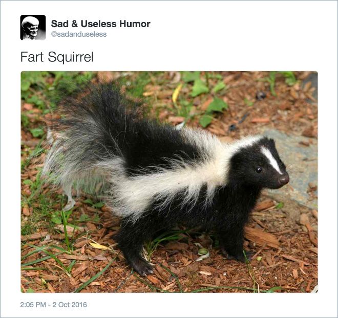 Twitter Users Create Better Names For Animals (16 pics)