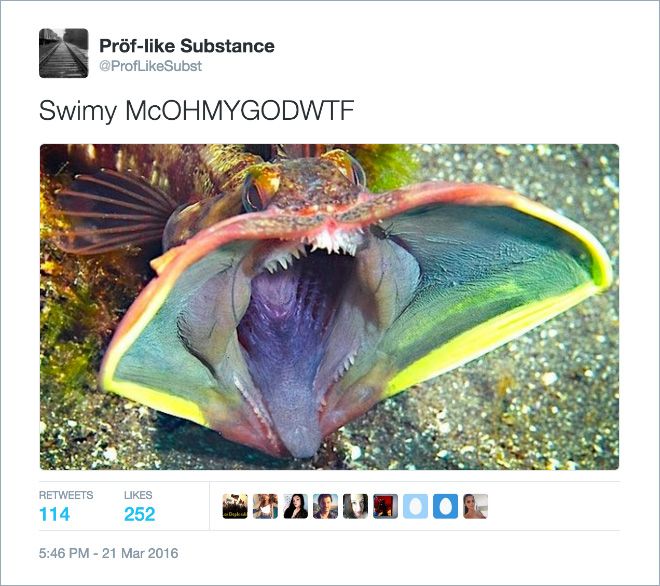 Twitter Users Create Better Names For Animals (16 pics)