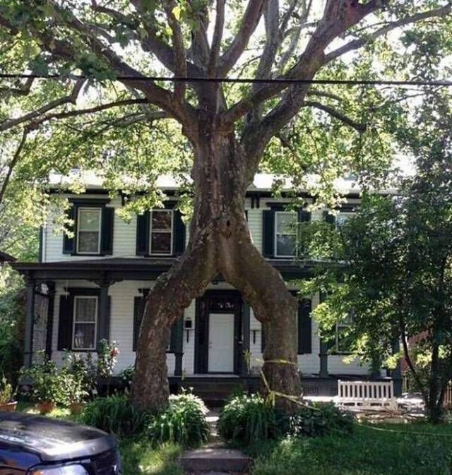 Acid Picdump (105 pics)