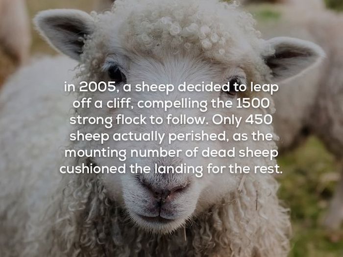 Creepy Facts (22 pics)