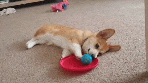 Acid Gifdump, November 28, 2017 (25 gifs)