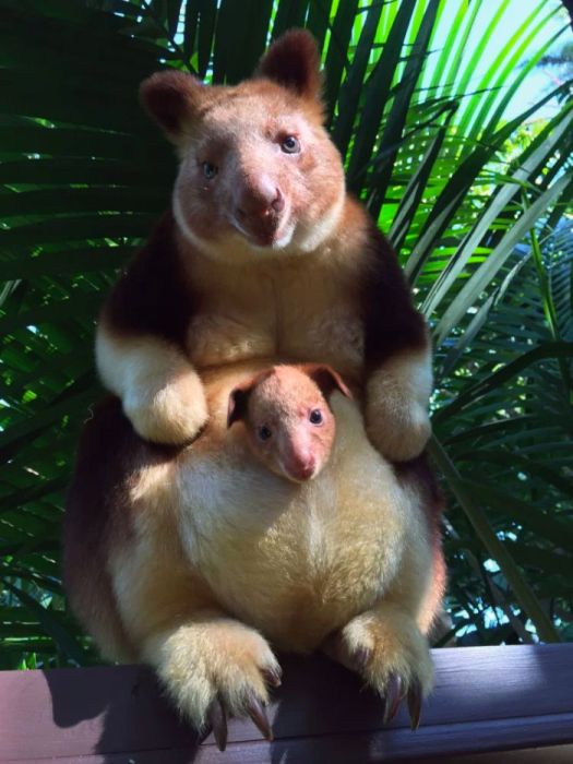 Tree-Kangaroos Are Cute (17 pics)
