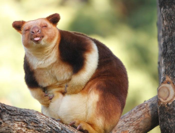 Tree-Kangaroos Are Cute (17 pics)