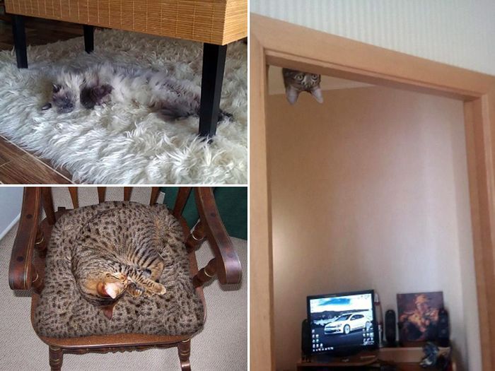 Camouflaged Cats That Win at Hide and Seek (20 pics)