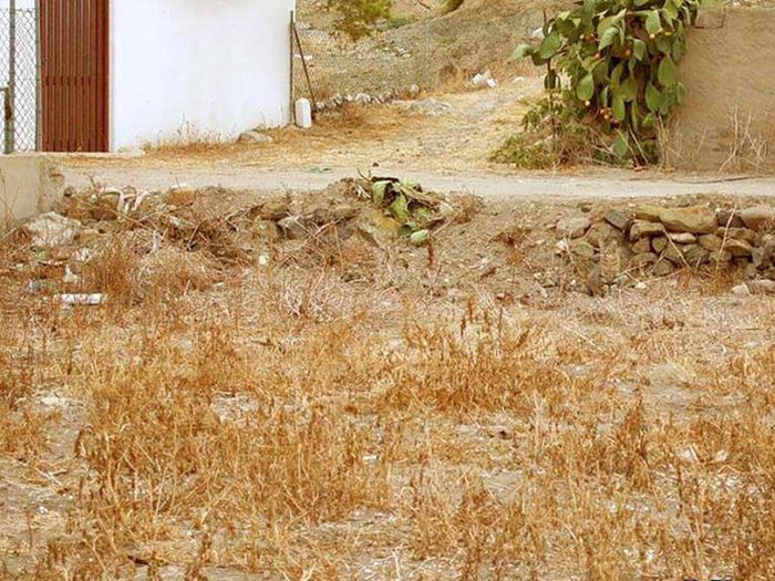 Camouflaged Cats That Win at Hide and Seek (20 pics)