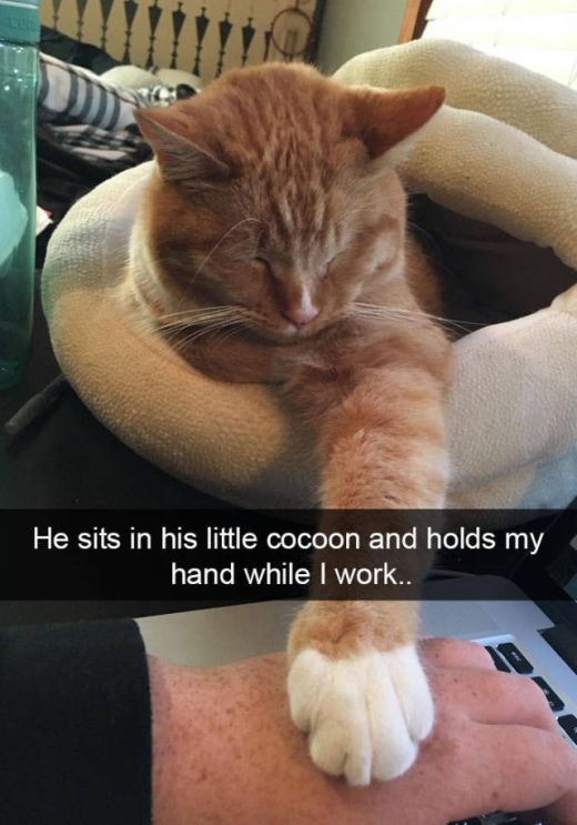 Snapchat Was Apparently Created For Cats (38 pics)
