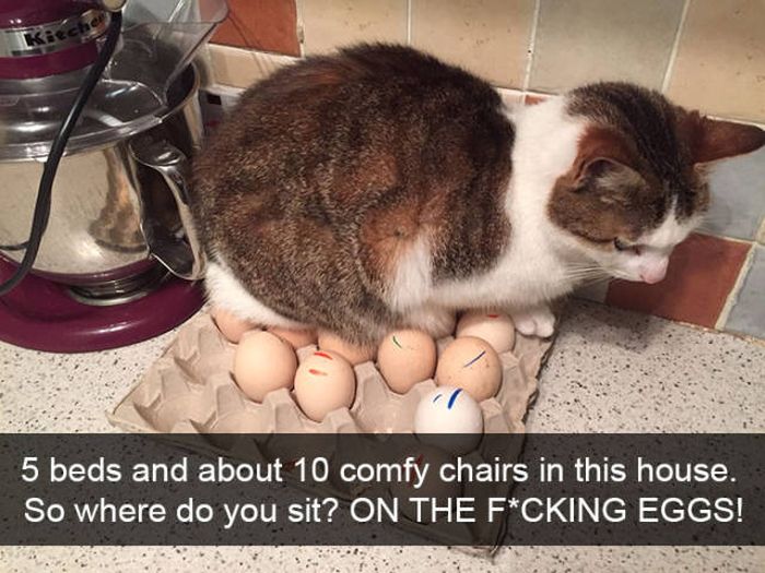 Snapchat Was Apparently Created For Cats (38 pics)