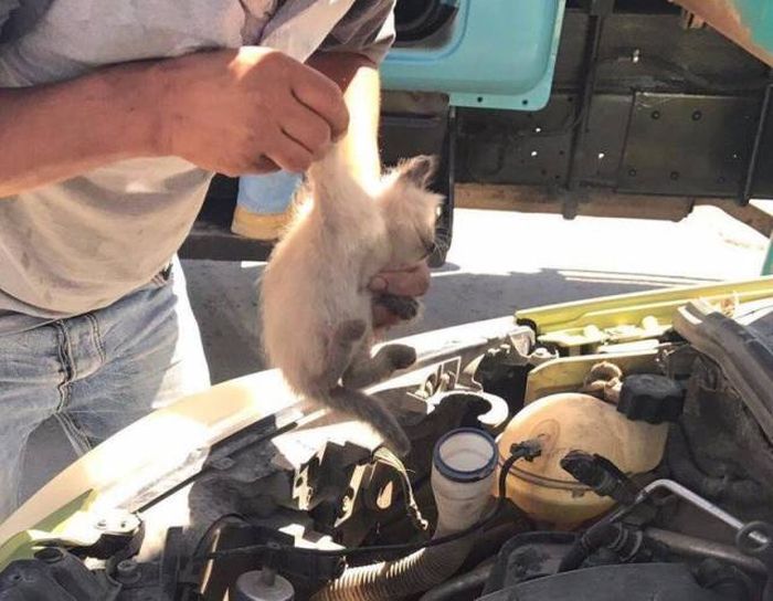 Found Under Cars' Hoods (20 pics)