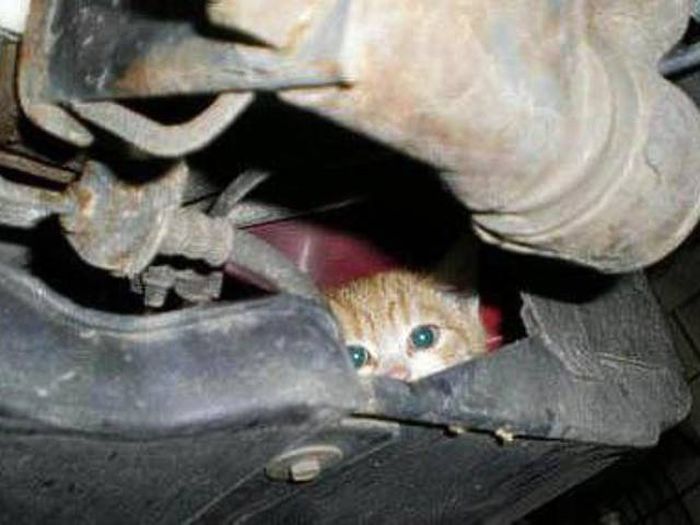 Found Under Cars' Hoods (20 pics)