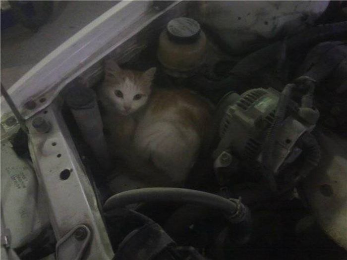 Found Under Cars' Hoods (20 pics)