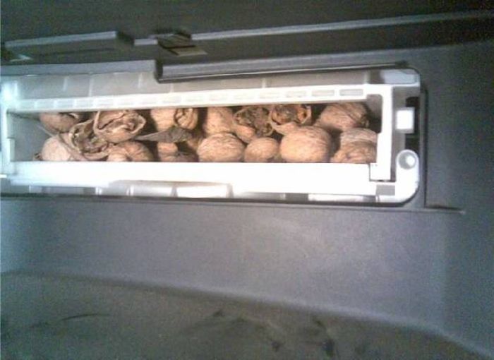 Found Under Cars' Hoods (20 pics)