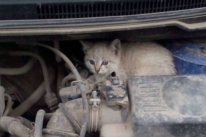 Found Under Cars' Hoods (20 pics)