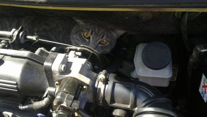 Found Under Cars' Hoods (20 pics)