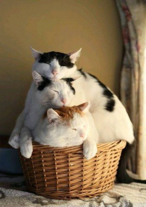 Acid Picdump (92 pics)
