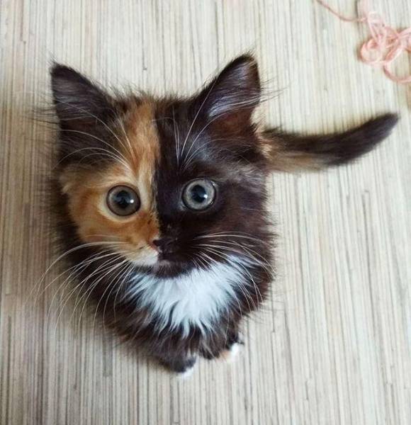 Acid Picdump (92 pics)