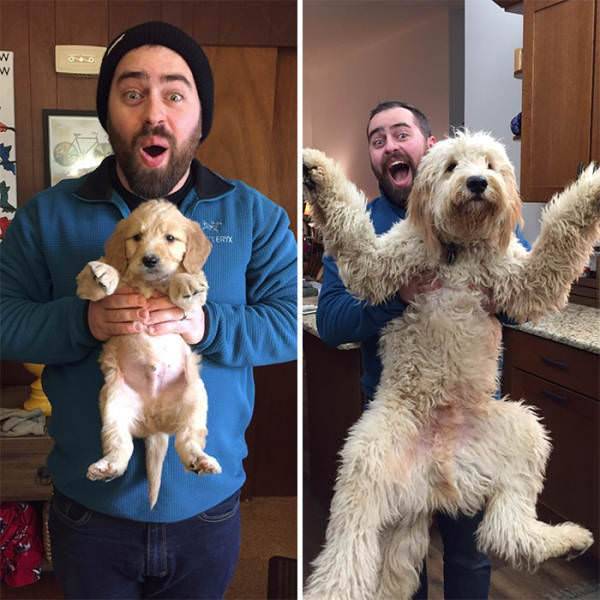 From Puppy To A Doggy (41 pics)