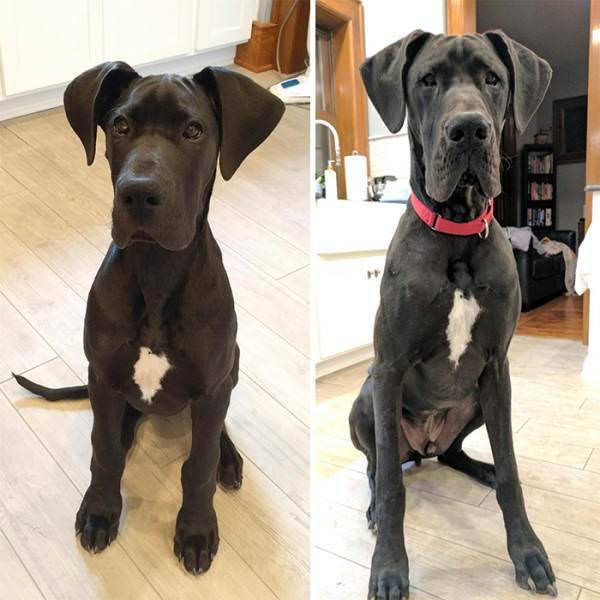 From Puppy To A Doggy (41 pics)