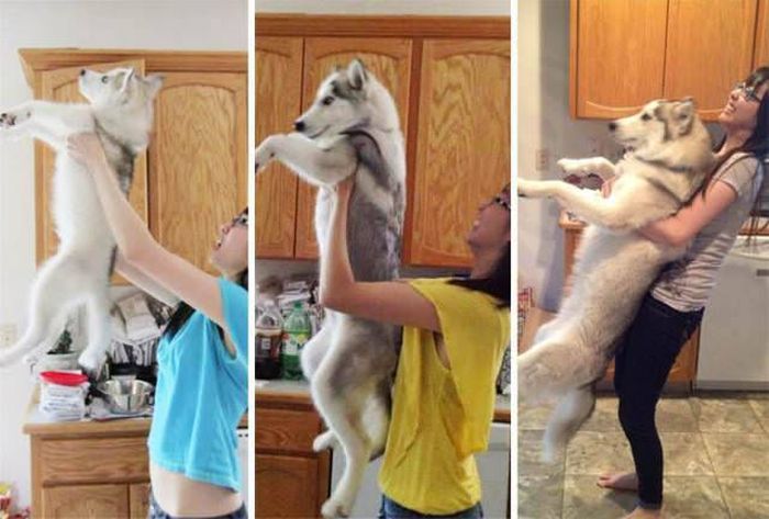 From Puppy To A Doggy (41 pics)