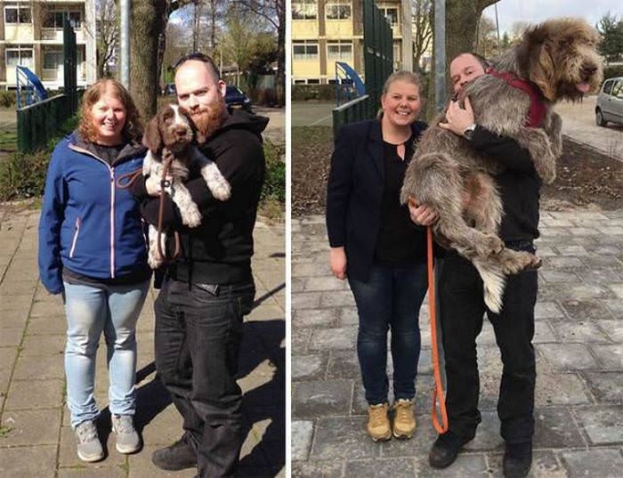 From Puppy To A Doggy (41 pics)