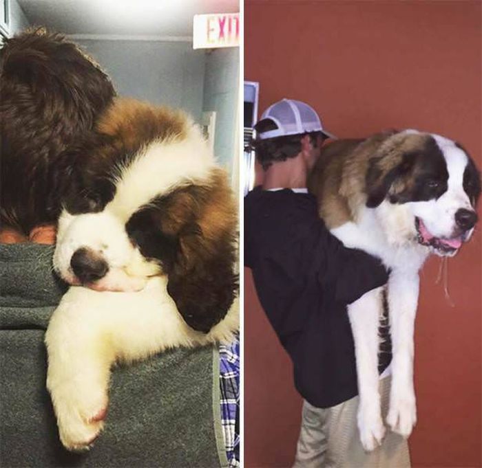 From Puppy To A Doggy (41 pics)