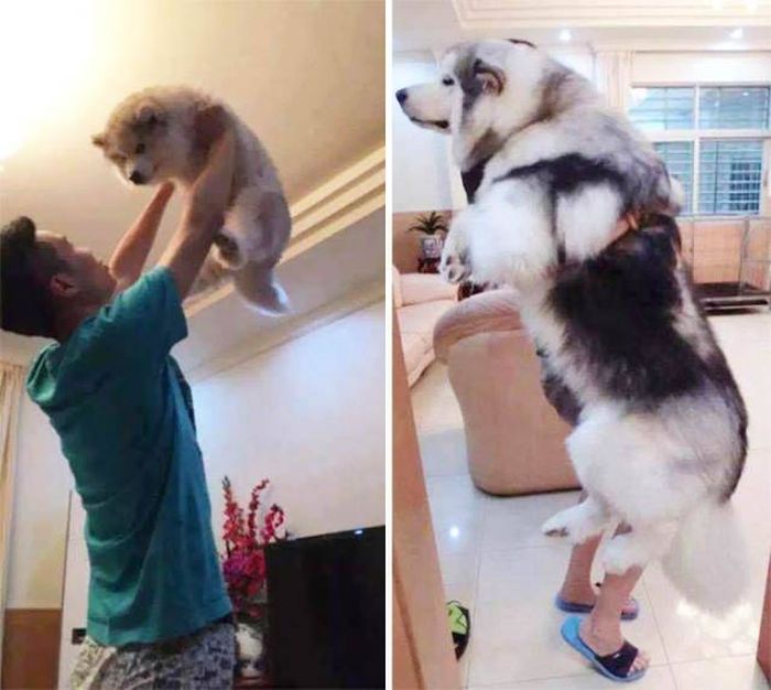 From Puppy To A Doggy (41 pics)
