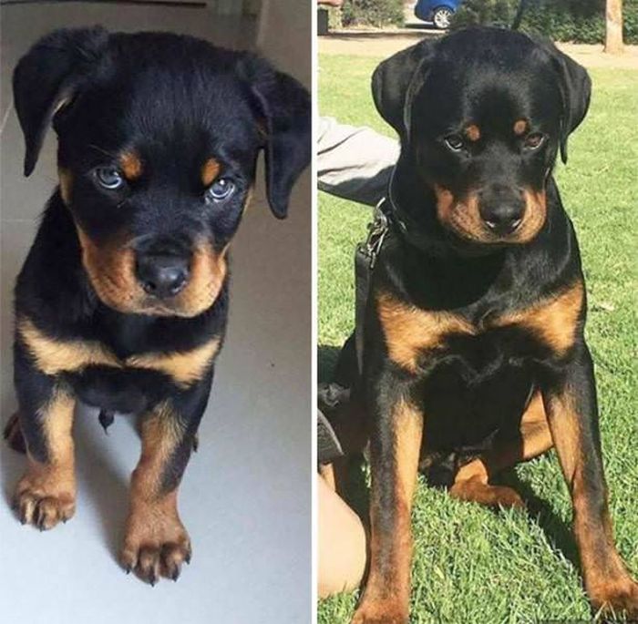 From Puppy To A Doggy (41 pics)