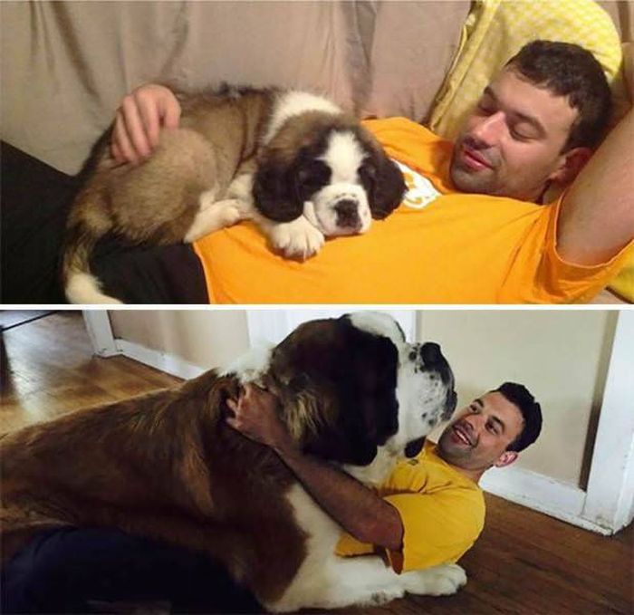 From Puppy To A Doggy (41 pics)