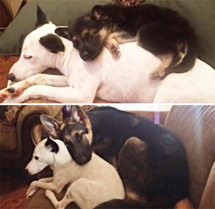 From Puppy To A Doggy (41 pics)