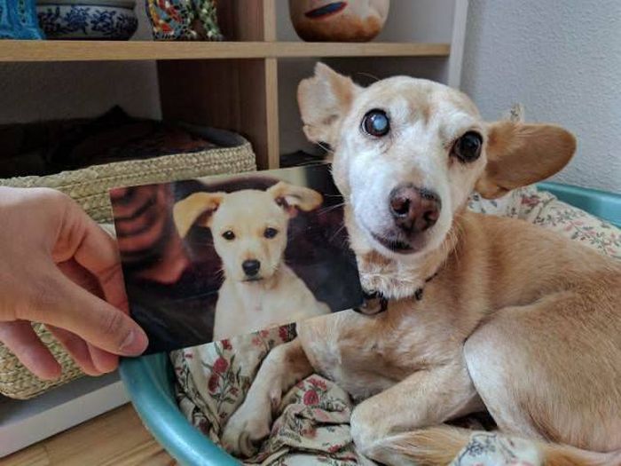 From Puppy To A Doggy (41 pics)