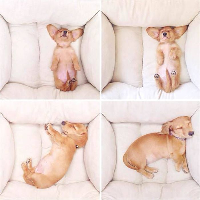 From Puppy To A Doggy (41 pics)