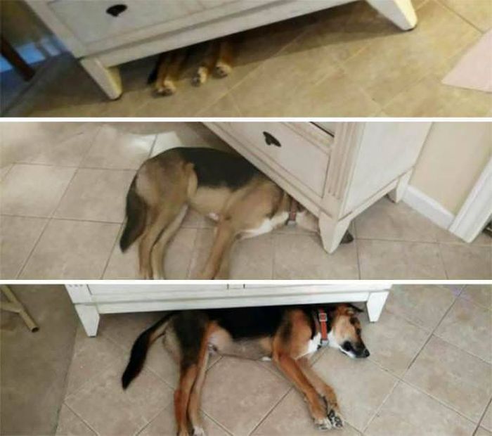From Puppy To A Doggy (41 pics)