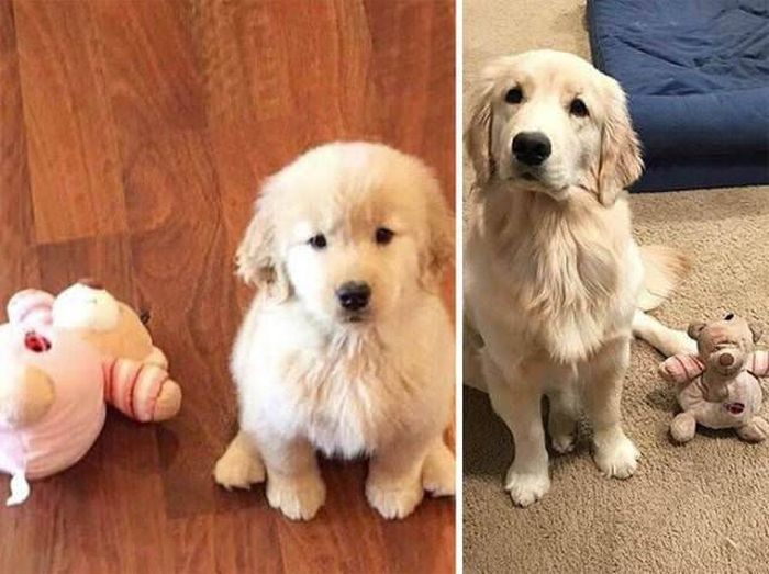 From Puppy To A Doggy (41 pics)