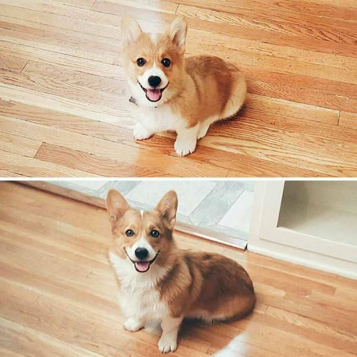 From Puppy To A Doggy (41 pics)
