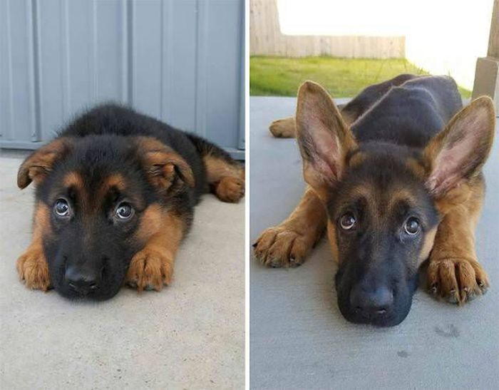 From Puppy To A Doggy (41 pics)