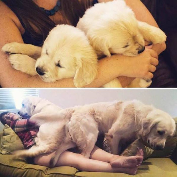 From Puppy To A Doggy (41 pics)