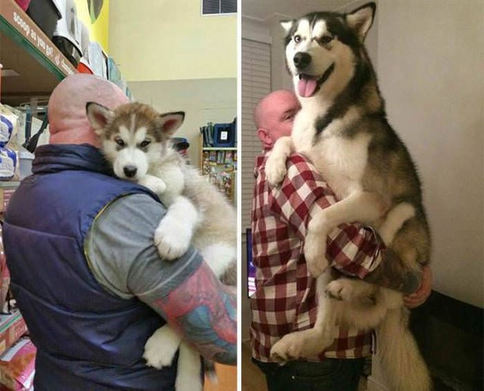From Puppy To A Doggy (41 pics)