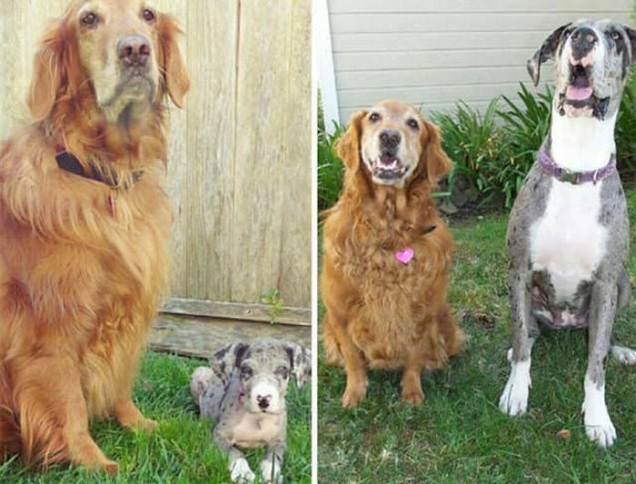 From Puppy To A Doggy (41 pics)