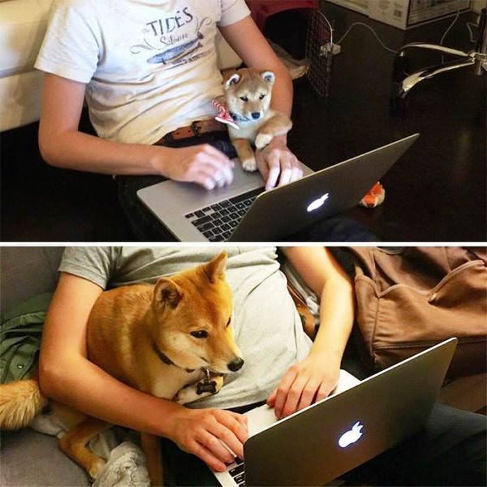 From Puppy To A Doggy (41 pics)