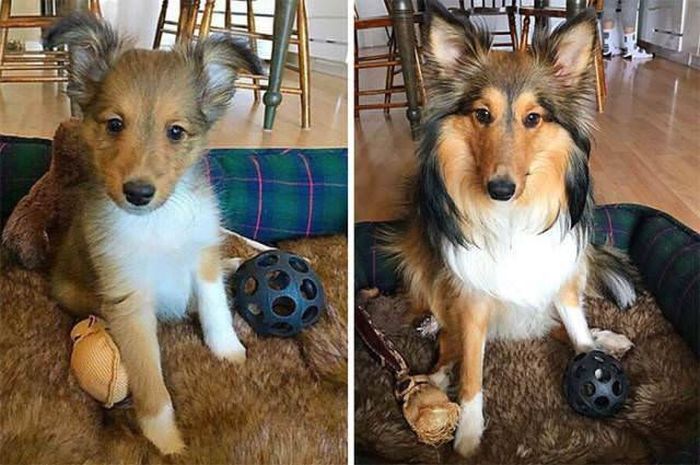 From Puppy To A Doggy (41 pics)
