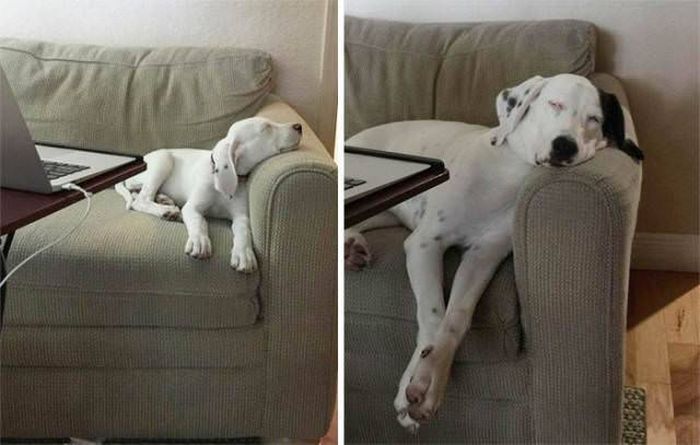 From Puppy To A Doggy (41 pics)