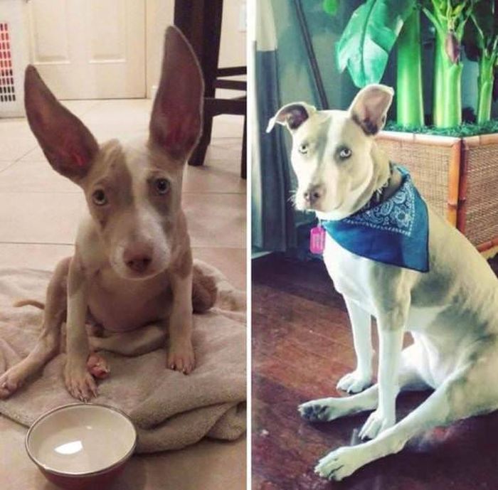 From Puppy To A Doggy (41 pics)