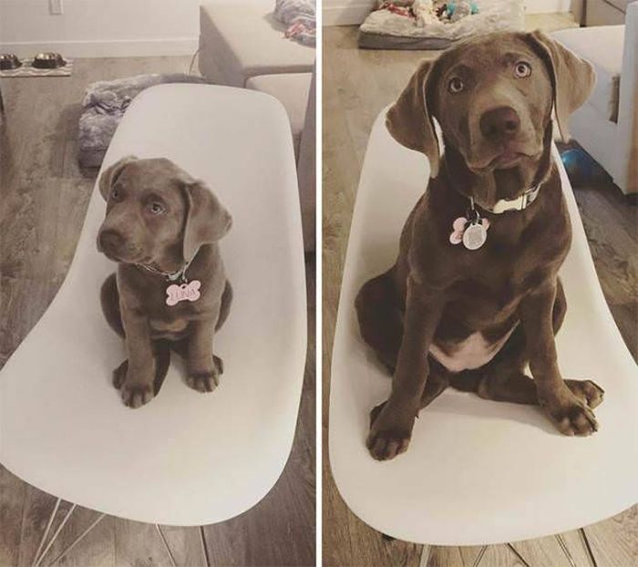 From Puppy To A Doggy (41 pics)